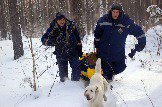 эвакуация пострадавшего из лесного массива с применением поисковых собак